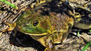 141003044821_sp_bullfrog_624x351_ap