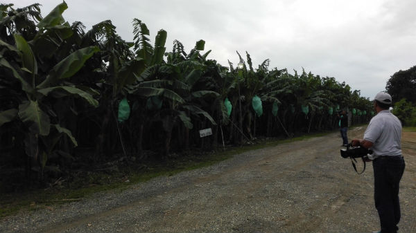 El cultivo de banano orgánico está entre los principales de la Línea Noroeste, y es fuente de empleo para miles de personas.